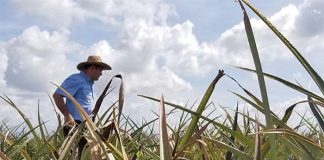 Programa Nutrir de Nestlé ahora tiene versión e-learning para docentes
