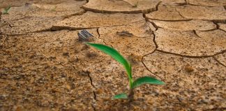 P&G da a conocer sus próximos pasos para mitigar el cambio climático