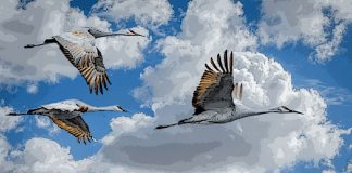 Como asegurar su migración a la nube