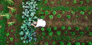 Galardonada GardenMate, aplicación de IBM que propone reducir el desperdicio alimenticio