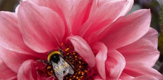 Viva Magenta disponible con CMYK de Xerox