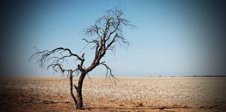 IBM y la NASA colaboran para investigar el impacto del cambio climático con IA