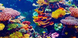 Google quiere salvar los arrecifes de coral con IA