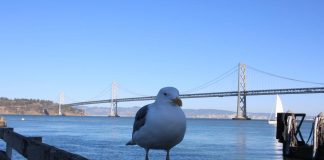 Ya los robotaxis pueden circular por la ciudad de San Francisco las 24/7