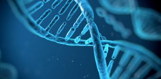 Lista una biocomputadora hecha de ADN con 100.000 millones de circuitos