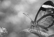 Glasswing: inteligencia artificial al servicio de la seguridad del software libre